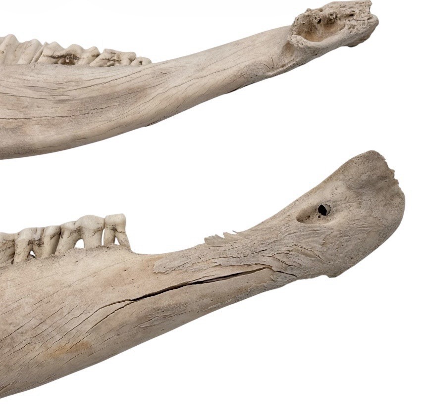2 Bull Jaw Bones