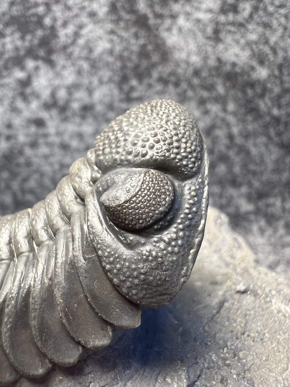 Moroccops sp. Trilobite Fossil – Attractive Collector Specimen