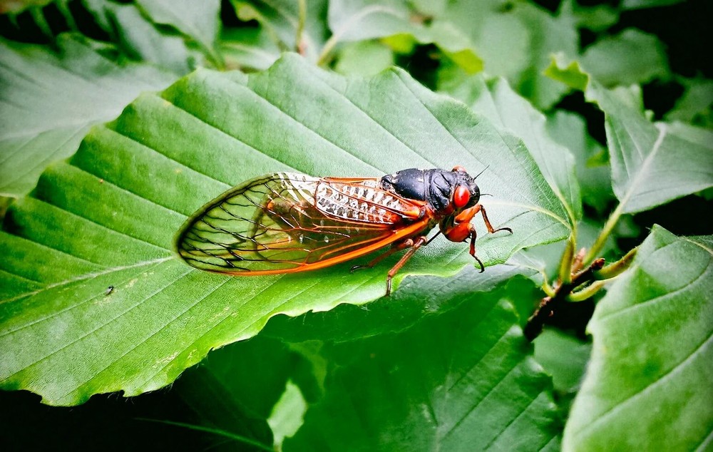 17 Year Cicadas