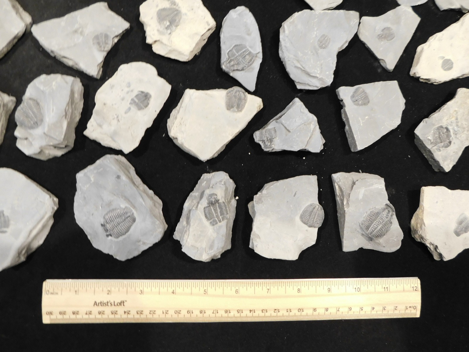 GIANT Lot of FORTY 100% Natural Elrathia TRILOBITE Fossils in Matrix Utah 2300gr