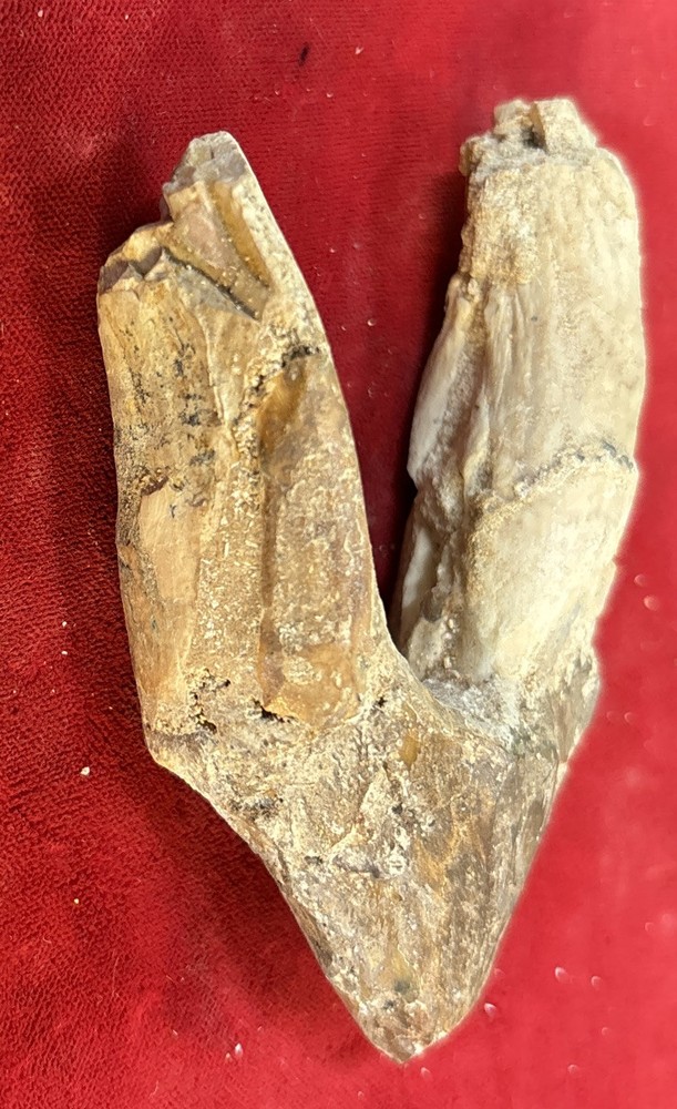 3 1/2” Basilosaurus Tooth 40-34 Mil Yrs Old Late Eocene
