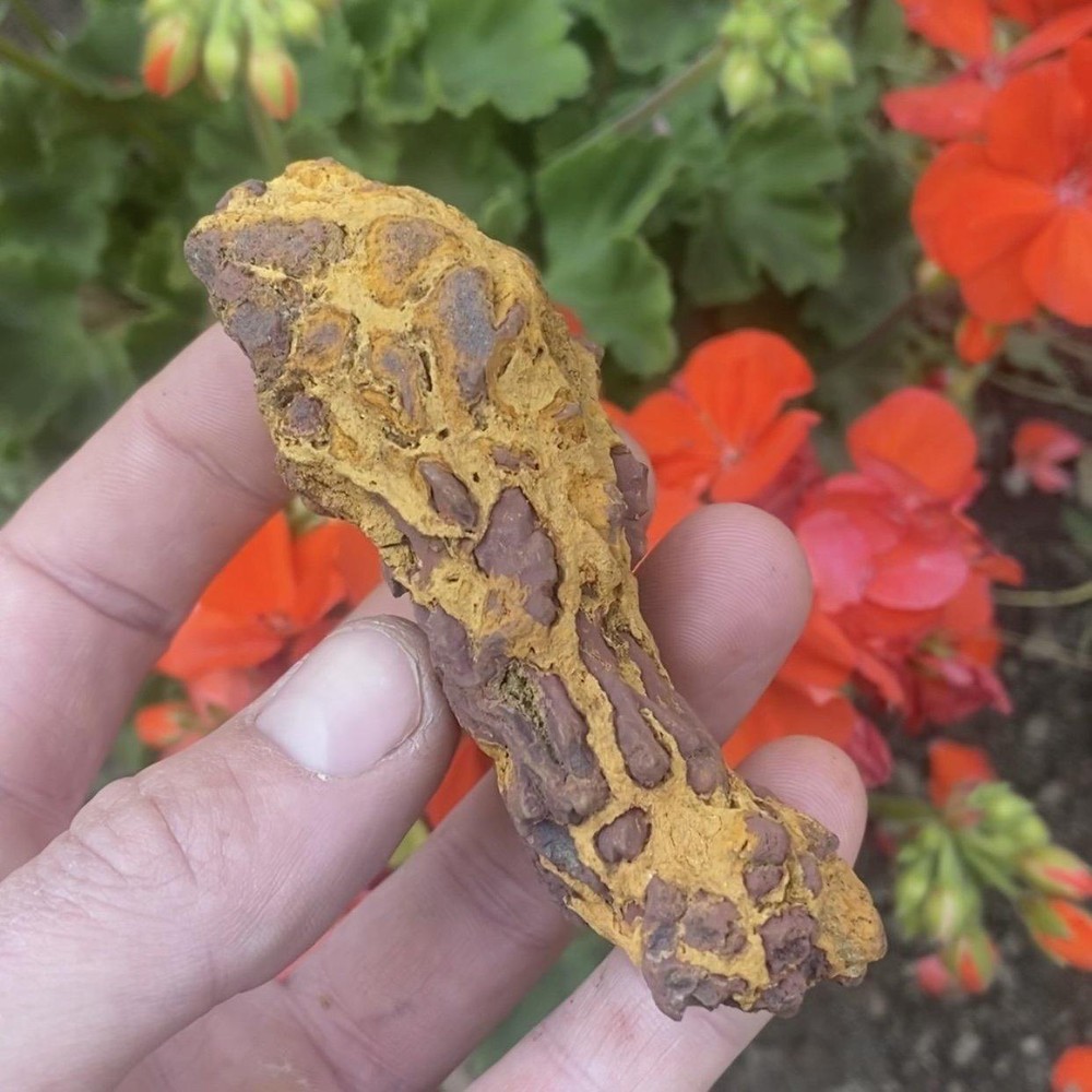 Copralite, Fossilized Turtle Poop (#2)