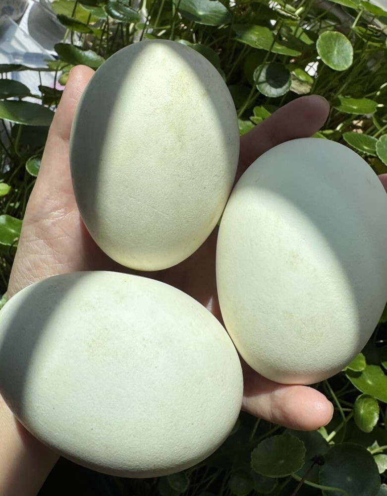 Blown out goose egg for  crafting