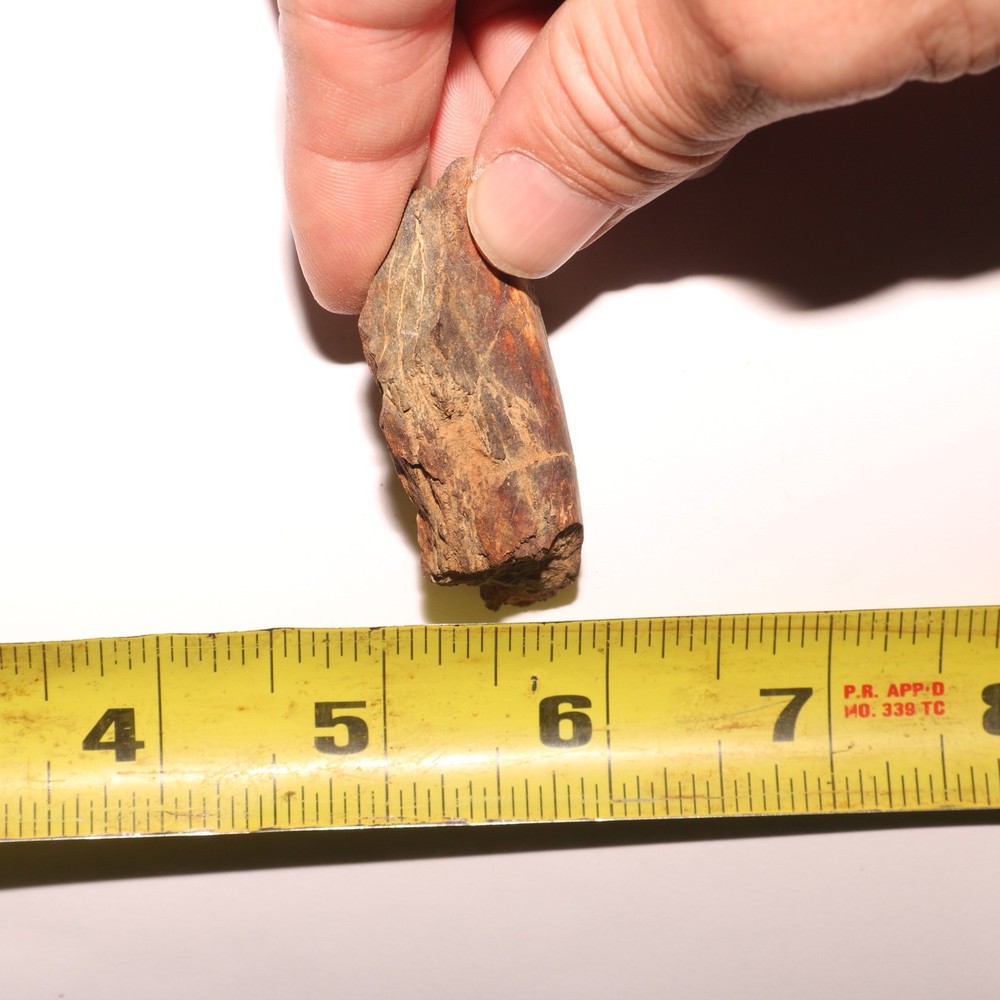 Dinosaur Vertebrae Process - Great - Beautiful - Hell Creek Formation Cretaceous