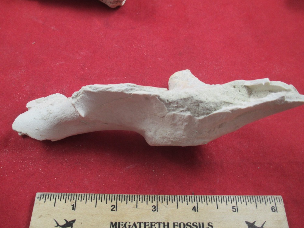 Nebraska Badlands Fossils Mixed Bones Hip Socket , and more