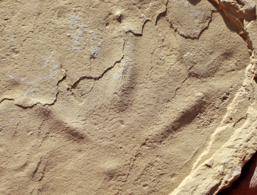 One Fossil Bird Track on Front