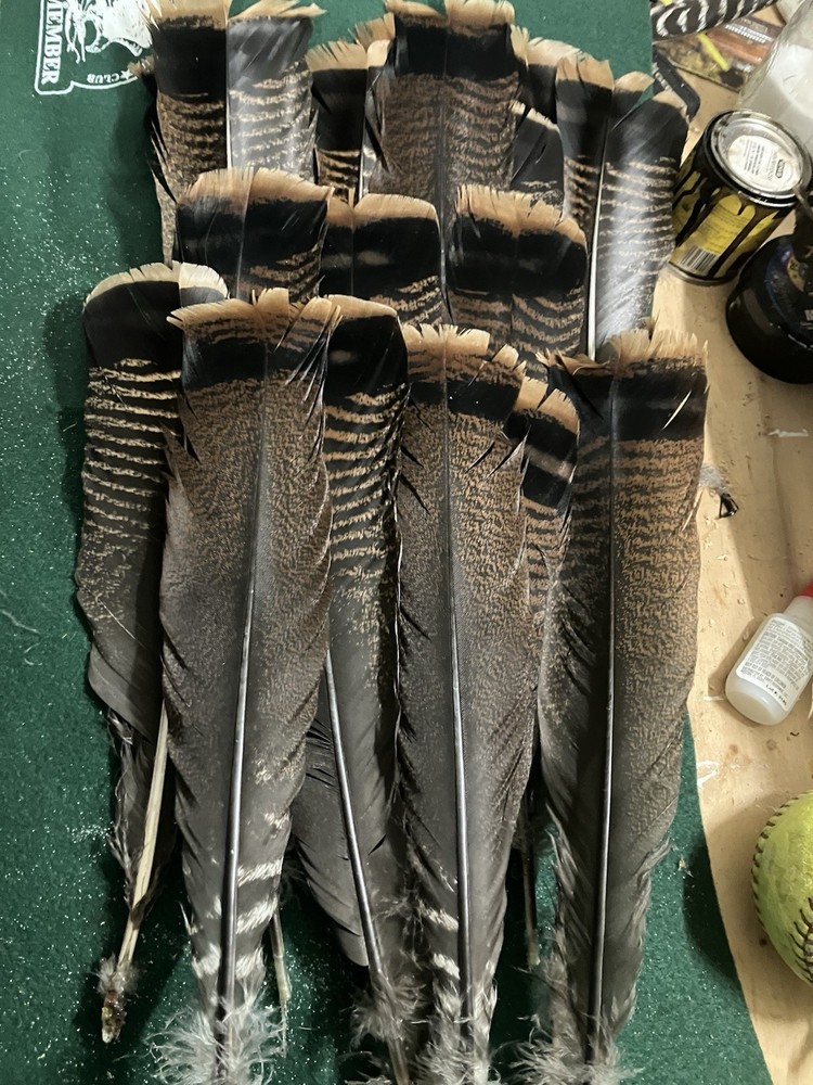 (18) Wild Turkey Tail Feathers