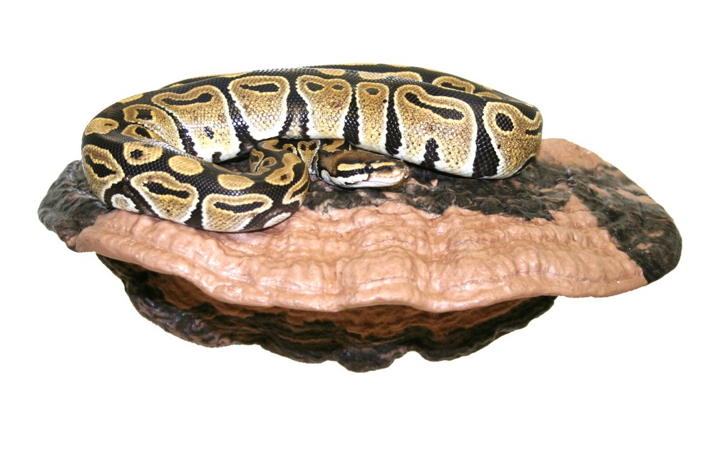 Magnaturals Large Mushroom Ledge