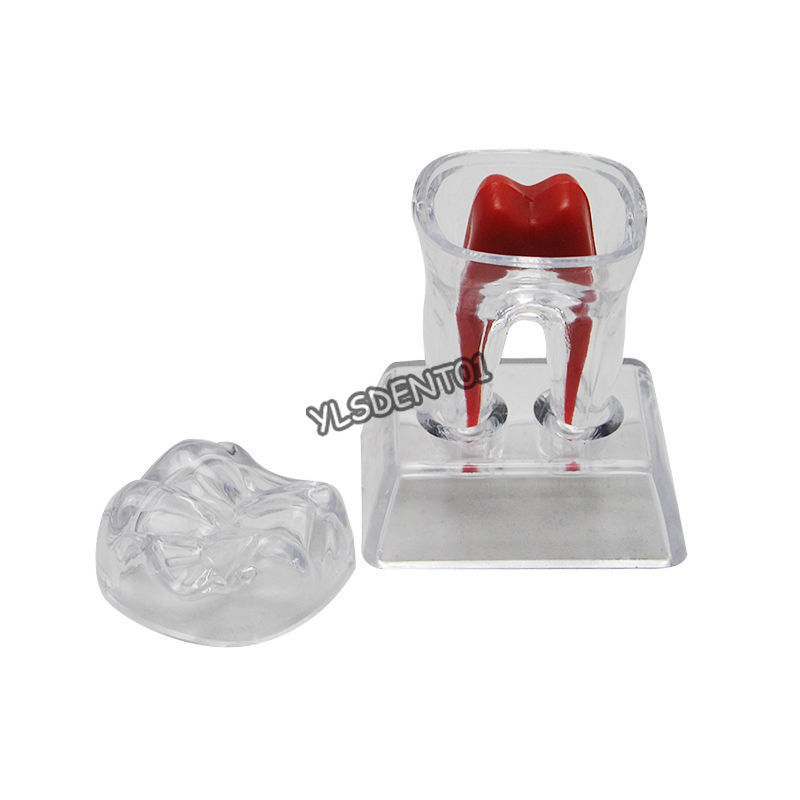Tooth Molar Model Dentist Dental Crystal Base Hard Plastic Teeth Separable