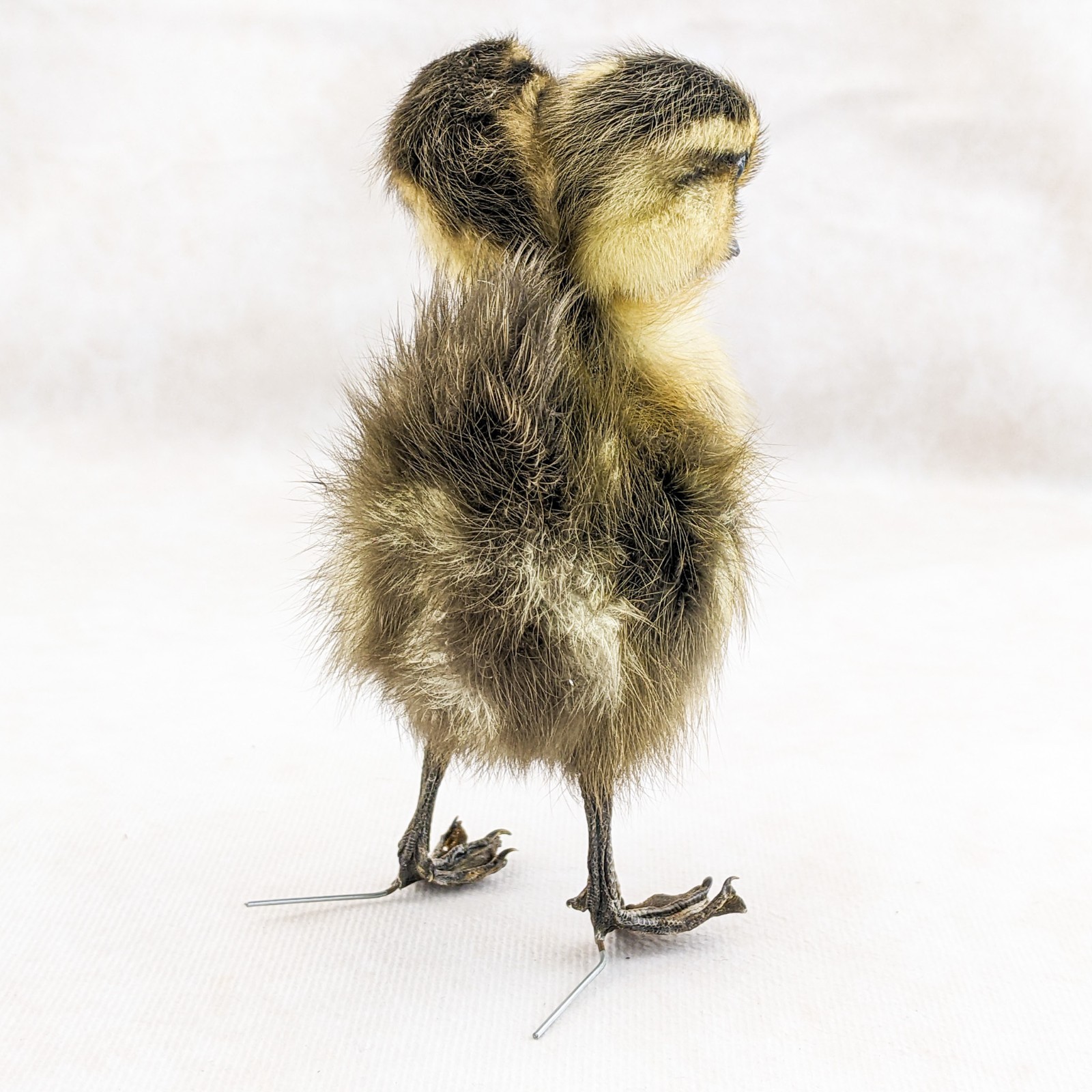 Two 2 Headed Duck Duckling Oddity Curiosity sps: Anas Platyrhynchos domesticu