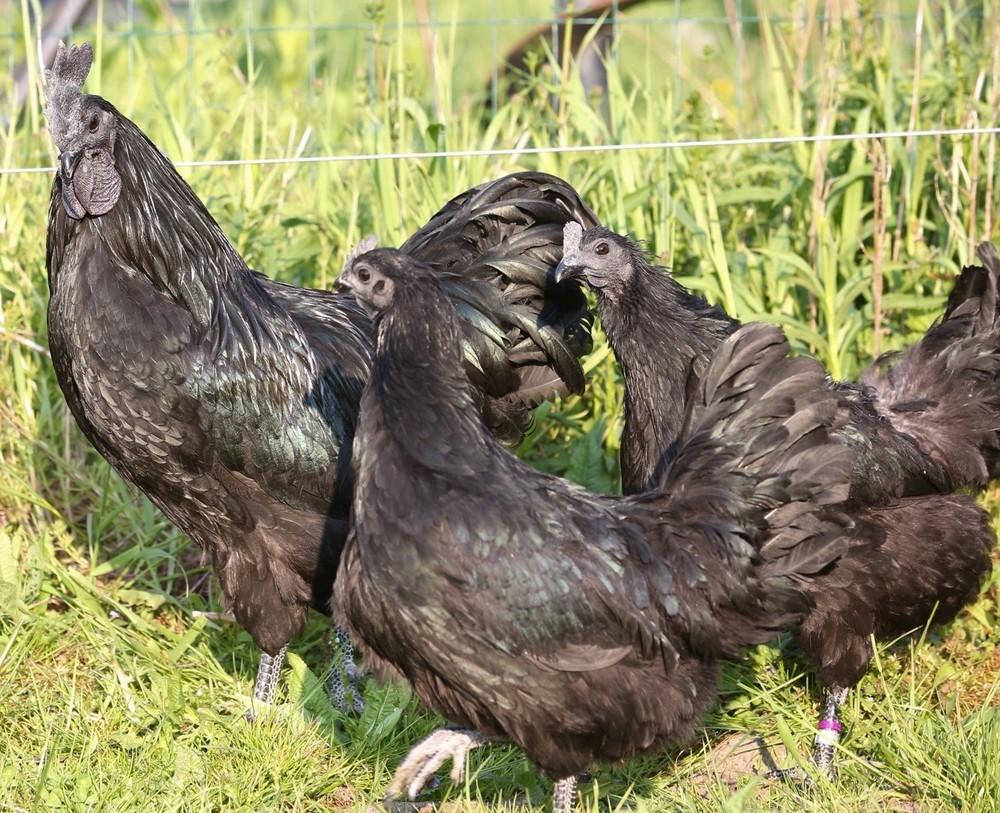 10++ NPIP Ayam Cemani Hatching Eggs - Read Description