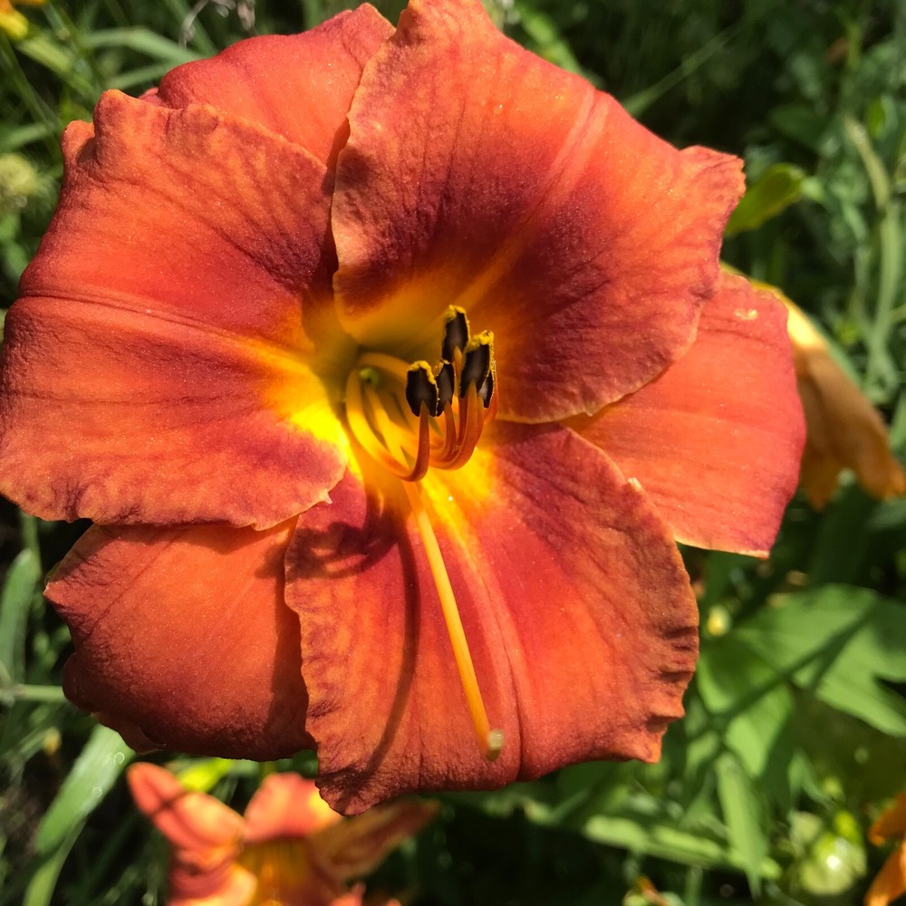 Assorted Daylilies, Mixed Daylilys, perennial's return every year multiplying