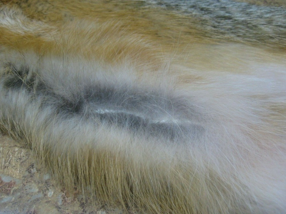 Tanned Grey Fox Damaged #0011978 Row A-1