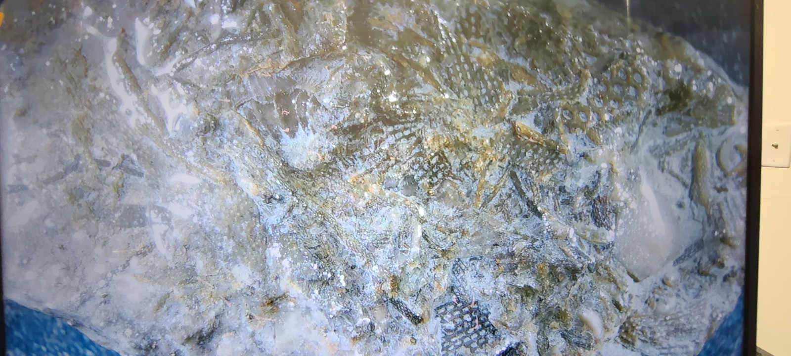 Silurian Sea Bed Fossil NW Ohio