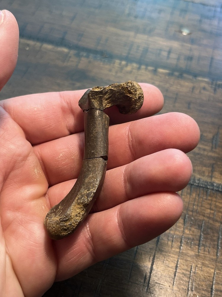 Turtle Humerus Dinosaur Age Fossil Hell Creek Form SD