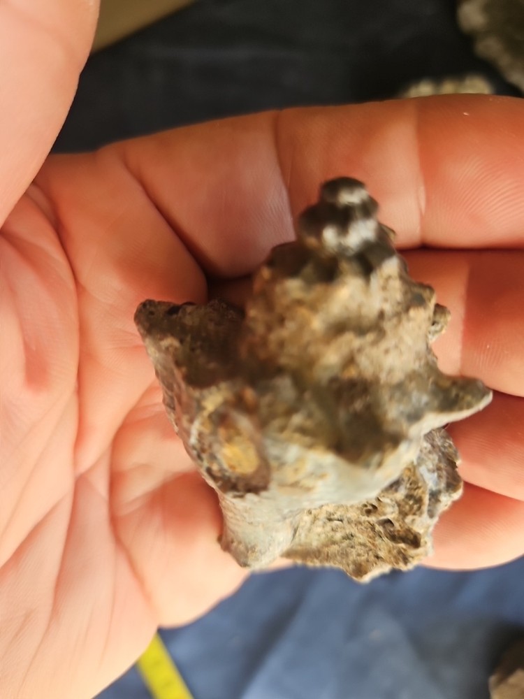 Strombus Gasteropod Fossil