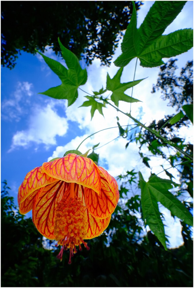 Macro Photography Reflector Cover Soft Light Box Diffuser Cap For Flash Lamp