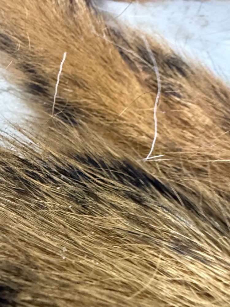 Red Squirrel Tails. Fly Tying.