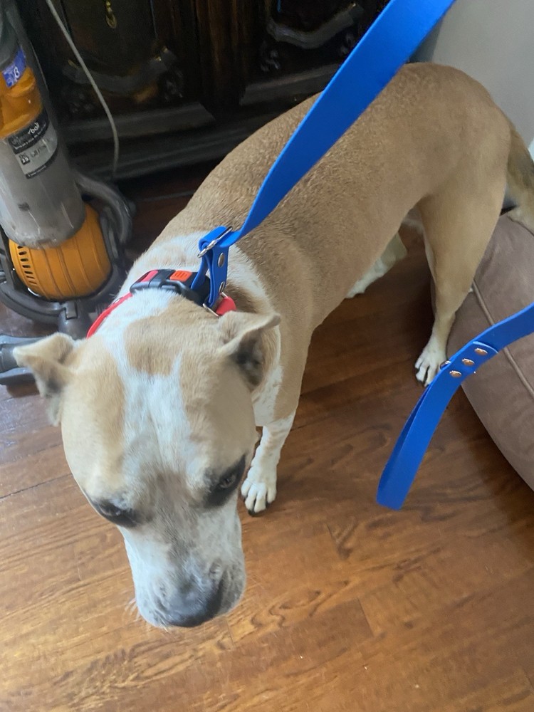 Mayerzon NIP Pronged Training Collar With Attached Leash large