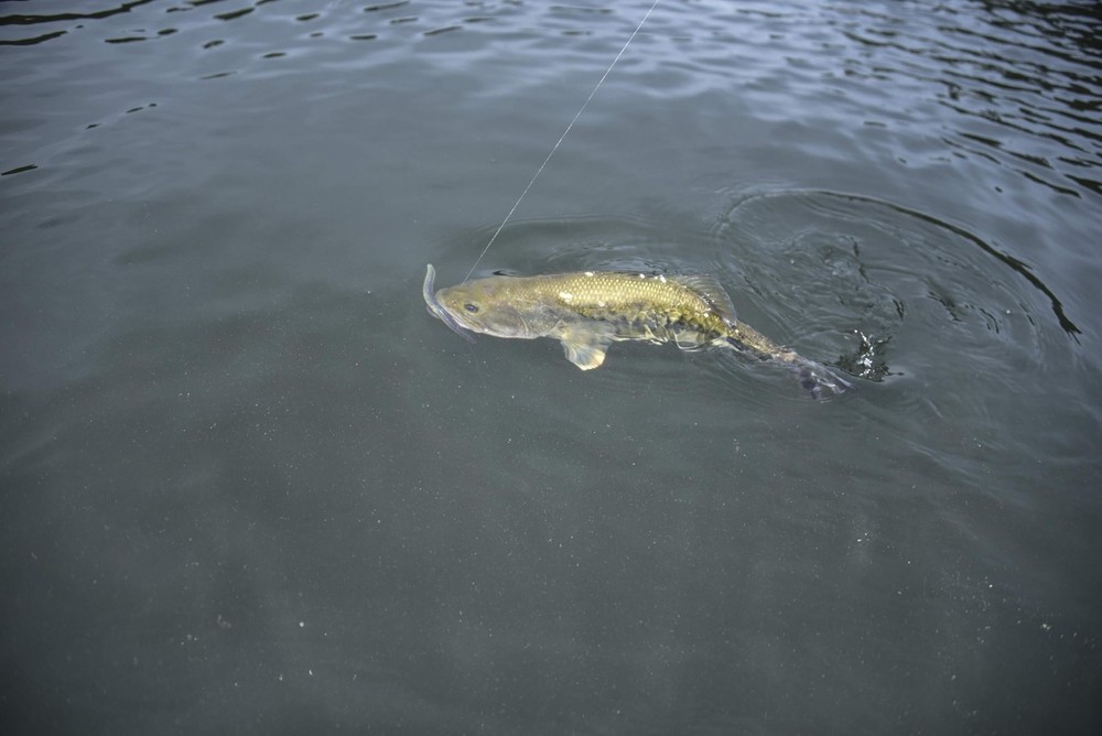 Dinger 5" Bulk 30-Pack Morning Dawn 5 Inch