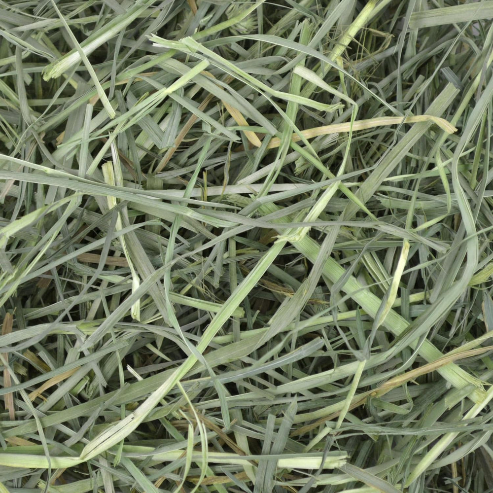 Orchard Grass Hay for Small Pets – 40 Oz Bag