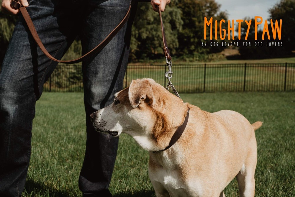 Mighty Paw Martingale Dog Collar - No Pull Design - Stainless Small, Brown