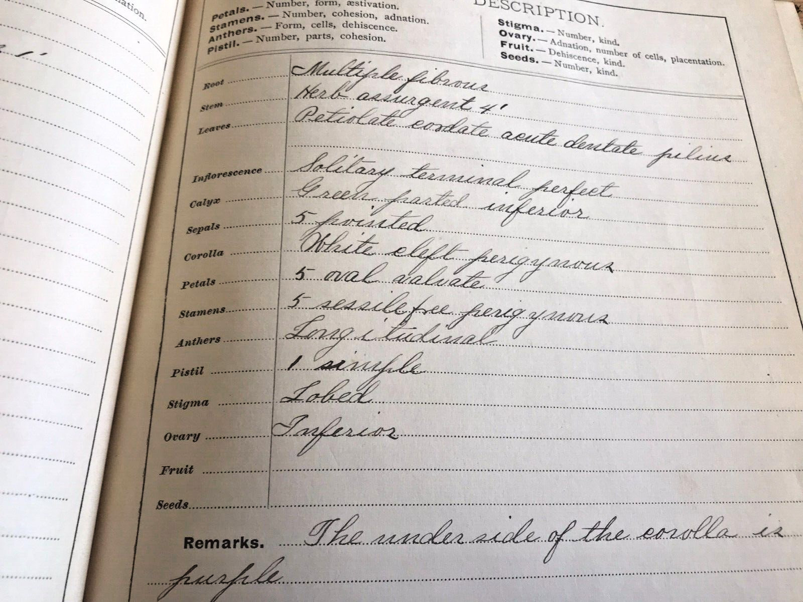 Antique Botanical Scrapbook 1889 Apgar's Analysis Pressed Plant Specimens Book