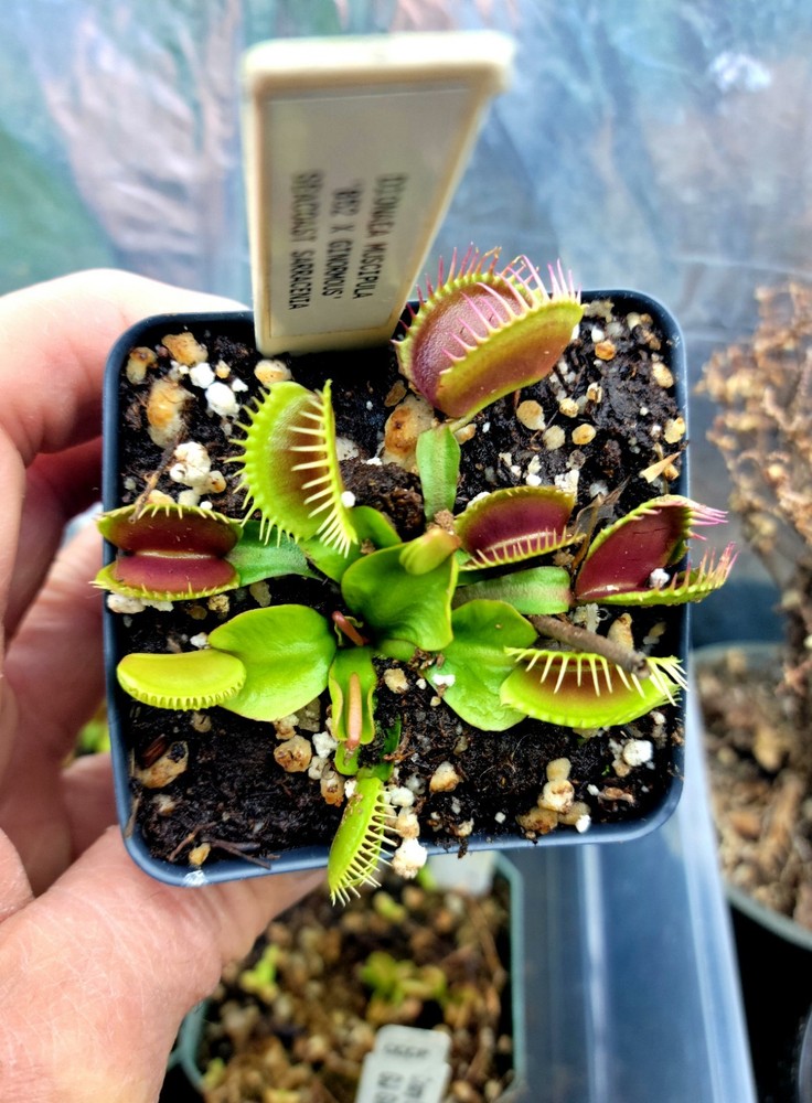 Dionaea M 'B52 X Ginormous' venus flytrap RARE