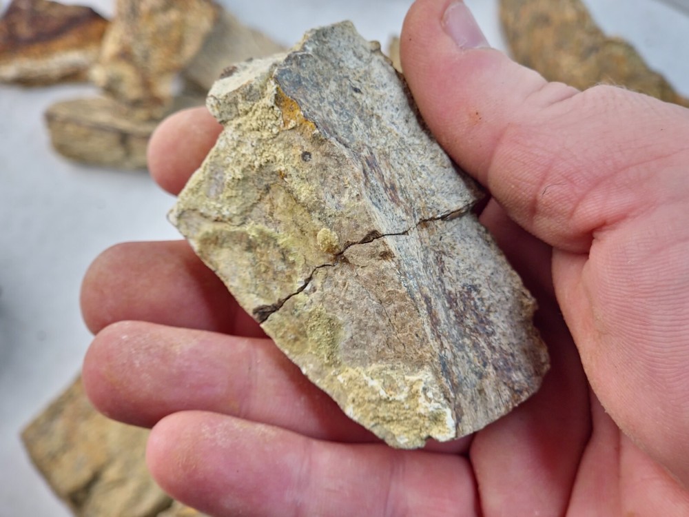 Lance Formation Dinosaur Bone Projects (Triceratops Frill?) - WY