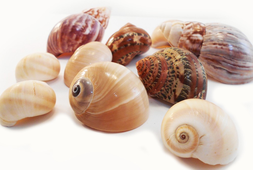 10 Hermit Crab Changing Shell Set Medium Size Select Turbo / Land Snail Shells