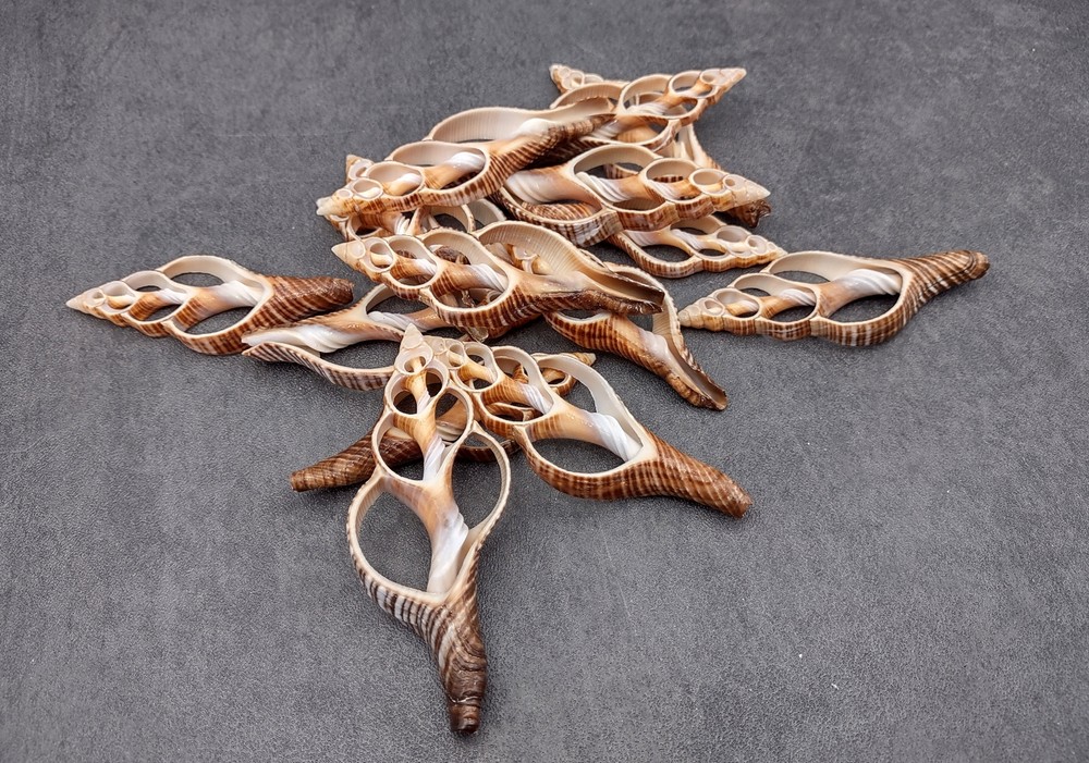 Center Cut Fox Shells (5 shells approx. 2+ inches)