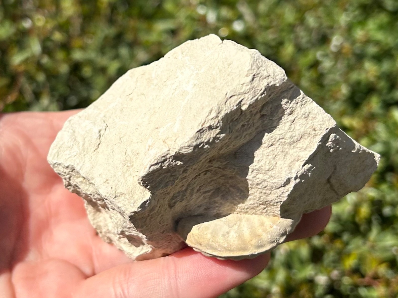 Unprepped Ammonite Fossil in Matrix Mortoniceras Texas Cretaceous Duck Creek Fm