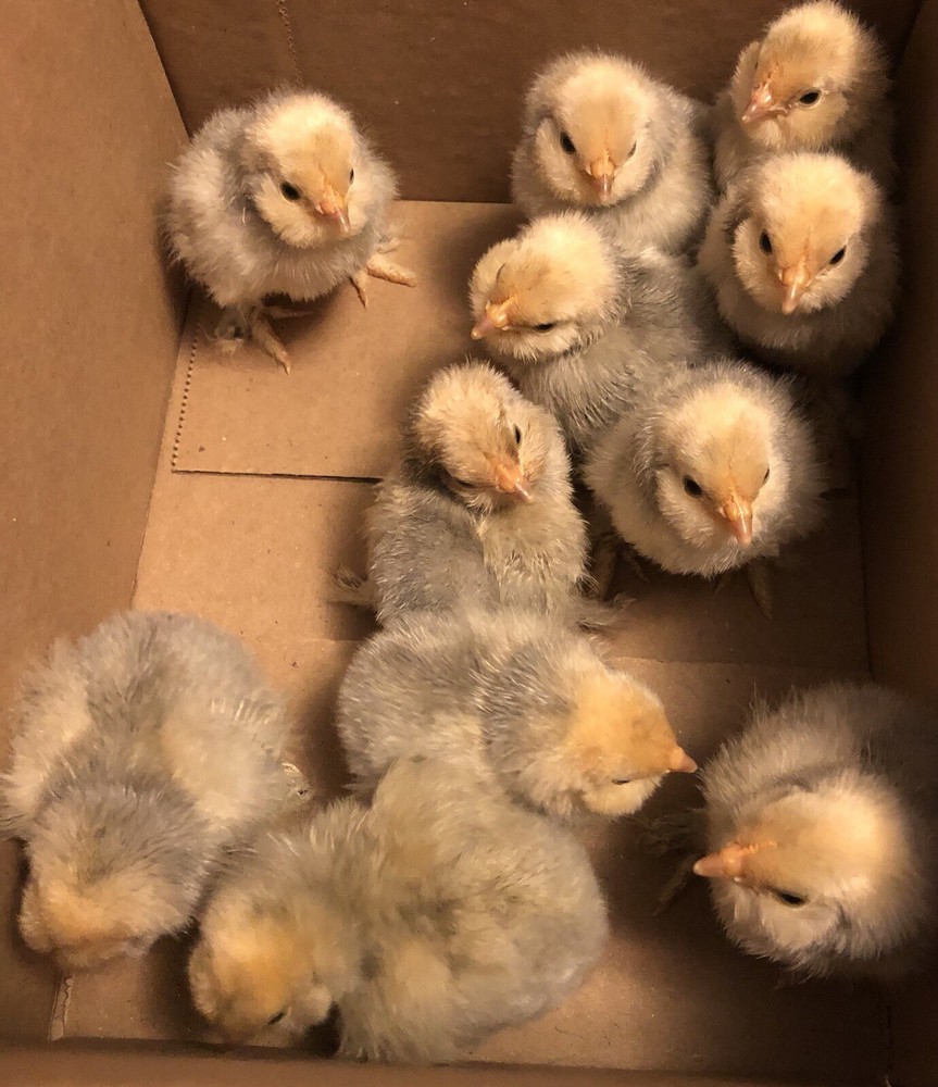 12+ PORCELAIN D’UCCLE FRESH HATCHING EGGS. Laying Now.