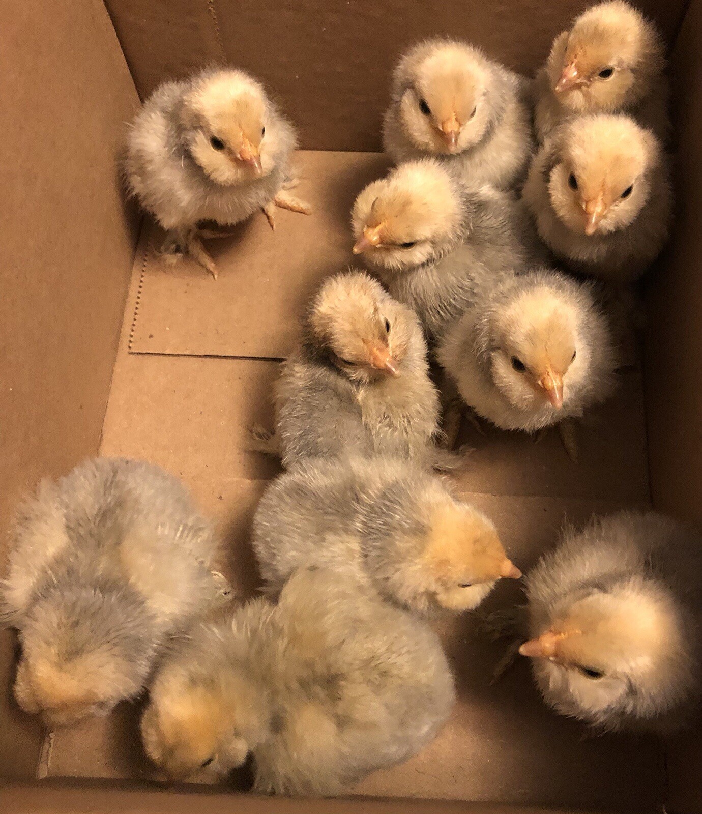 6 + PORCELAIN D’UCCLE BANTAM Fresh Hatching Eggs. Laying Now.