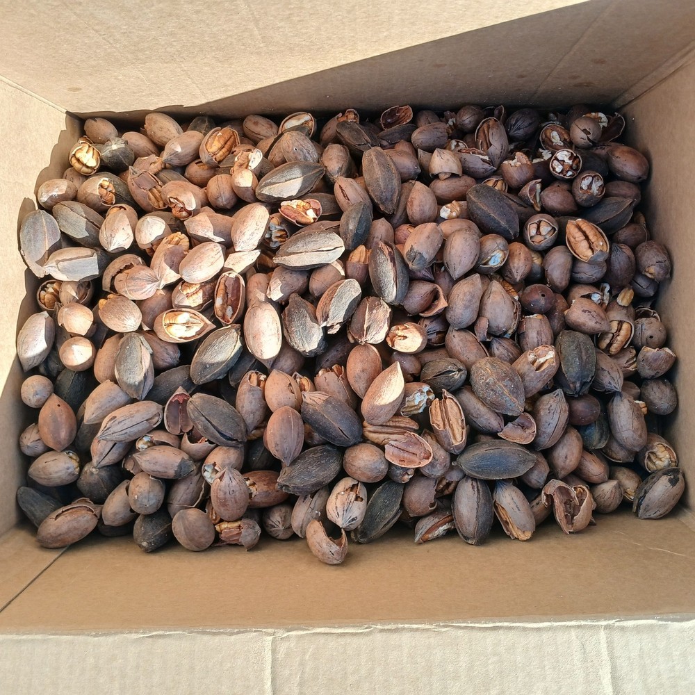 Squirrel Grade Bulk Paper Shell Oklahoma Pecans in Shell