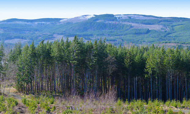 Model Railroad Backdrop Clear Cut by TrainJunkies