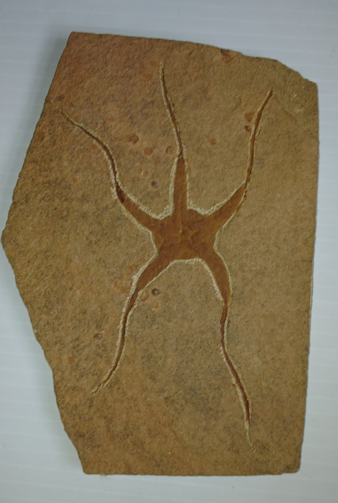 Brittlestar Starfish Fossil
