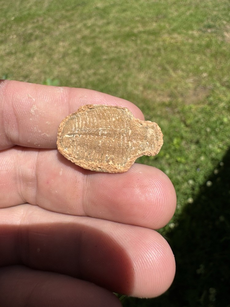 Nice Trilobite Fossil