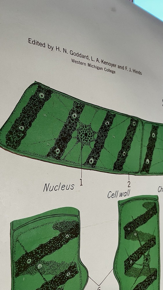 Vintage Biology Chart - Algae 1963