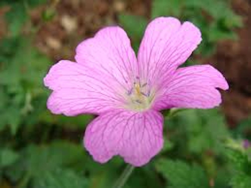 10 Wild Geranium Cranesbill Bare Roots Wildflower