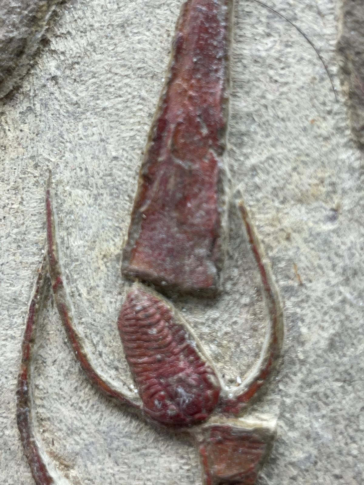 Rare Ordovician Life Plate: Euloma, Orthoceras & Ampyx Association