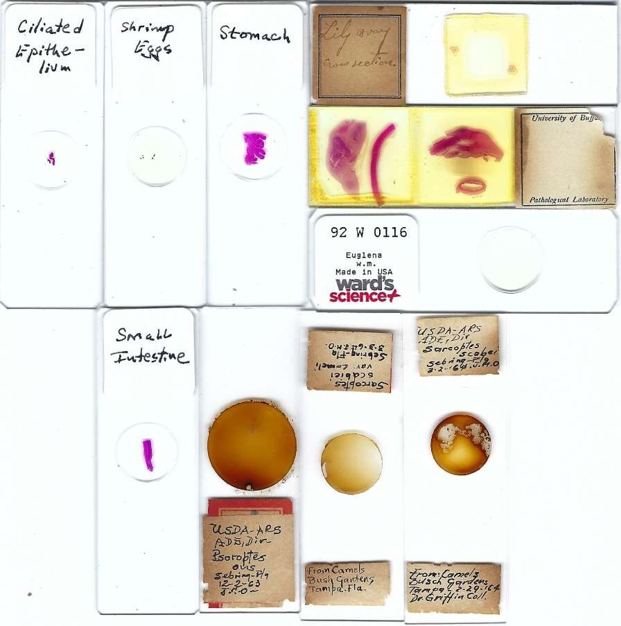 Assorted Microscope Slides (AM)