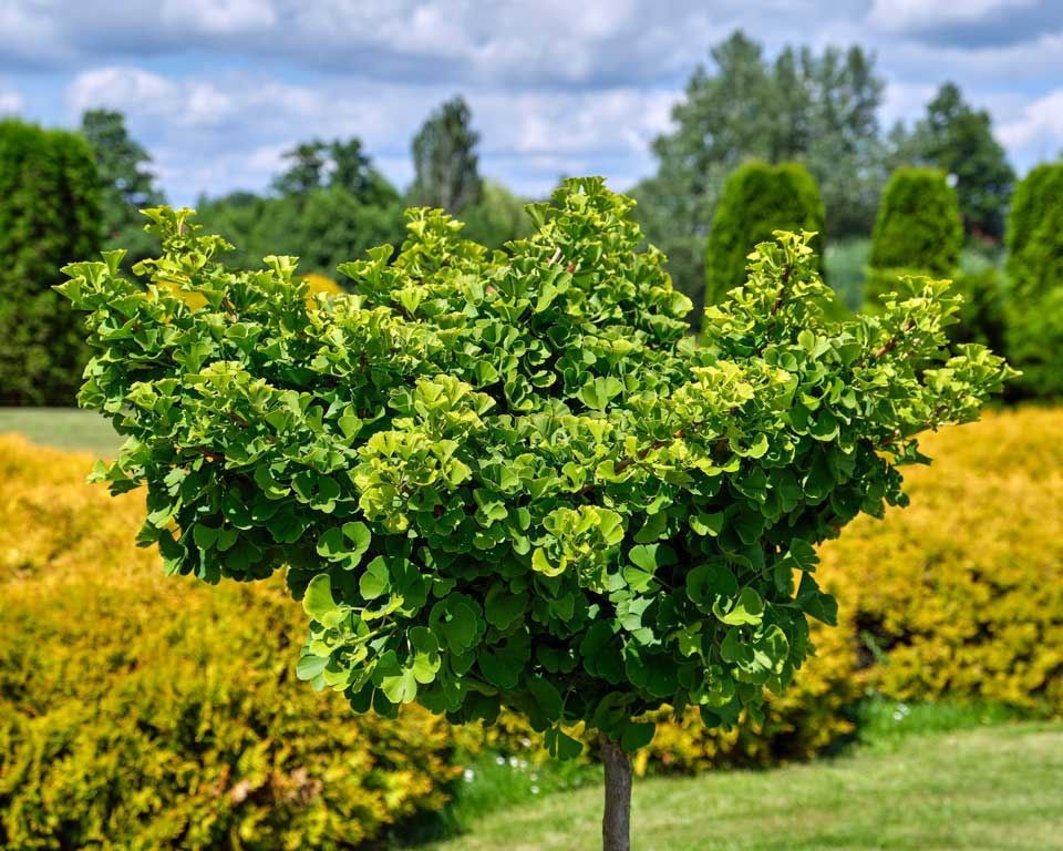 1 Ginkgo Tree 12-24" Ginkgo biloba Bare Root