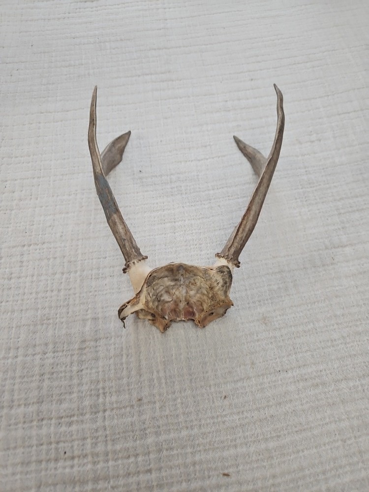 WHITE TAIL DEER ANTLERS