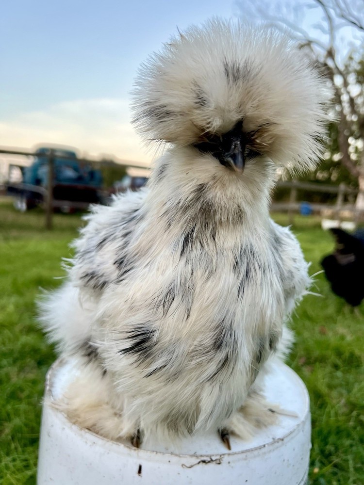 12 RARE Hens Choice Hatching Eggs NPIP