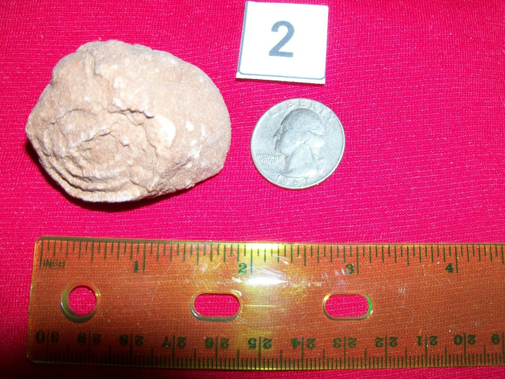 Stromatolite fossil medium size.