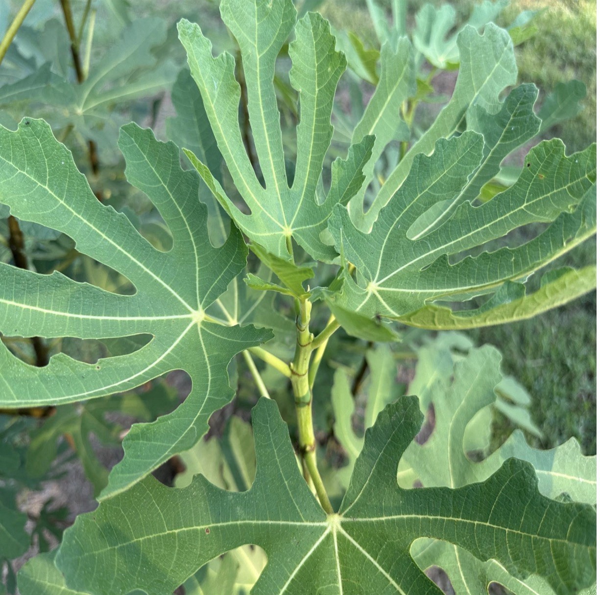 Fig Tree Cuttings – Choose Your Variety, 90+