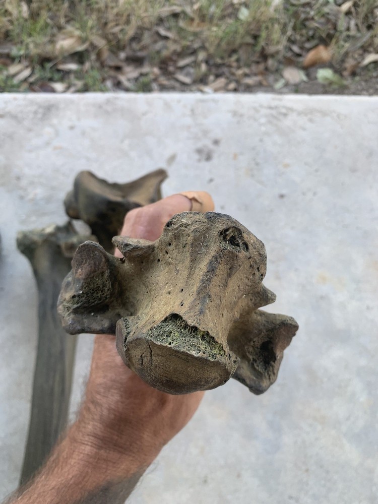 Fossilized Bison Bones
