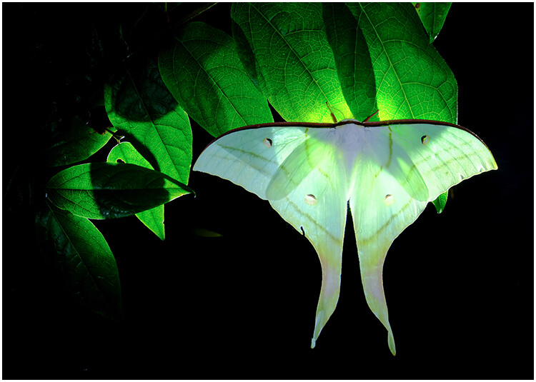 Macro Photography Reflector Cover Soft Light Box Diffuser Cap For Flash Lamp