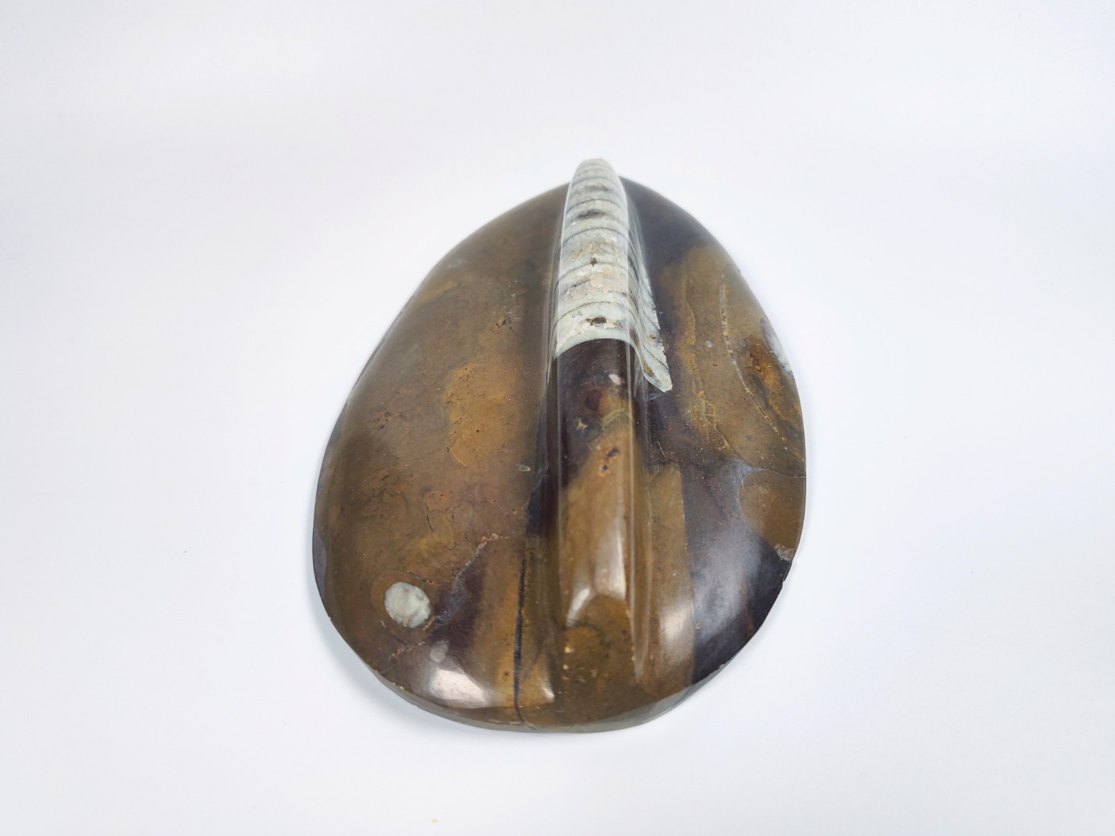 Large 7" Polished Orthoceras Fossil Specimen - Morocco 400MYO Prehistoric Decor